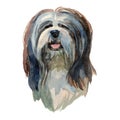 Lhasa apso dog portrait