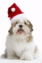 Lhasa Apso Dog Wearing Santa Hat Royalty Free Stock Photo