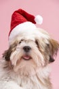 Lhasa Apso Dog Wearing Santa Hat Royalty Free Stock Photo