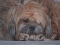 Lhasa Apso femal Dog breed