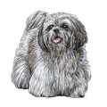 Lhasa Apso hand drawn