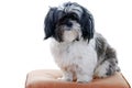 Lhasa apso isolated Royalty Free Stock Photo