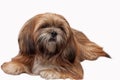 Lhasa Apso isolated at white background Royalty Free Stock Photo