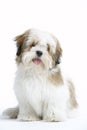 Lhasa Apso Lying Down Royalty Free Stock Photo