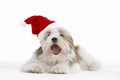 Lhasa Apso Lying Down Wearing Party Hat Royalty Free Stock Photo