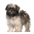 Lhasa apso portrait Royalty Free Stock Photo