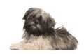 Lhasa apso portrait Royalty Free Stock Photo