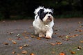 Lhasa Apso portrait, cute dog outdoors on Autumn walk Royalty Free Stock Photo