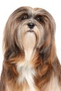 Lhasa Apso portrait Royalty Free Stock Photo