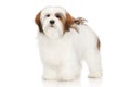 Lhasa Apso portrait Royalty Free Stock Photo