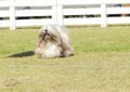 Lhasa Apso