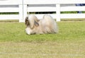 Lhasa Apso