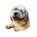 Lhasa apso puppy Tibetan long-haired purebred digital art. Poster with text and watercolor portrait of dog, domestic animal with
