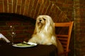 The Lhasa Apso in the restaurant Royalty Free Stock Photo