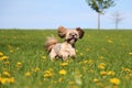 Lhasa apso is running in the garden