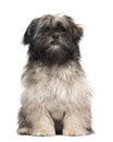 Lhasa apso sitting Royalty Free Stock Photo