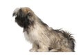 Lhasa apso sitting Royalty Free Stock Photo