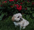 Lhasa Apso Sitting in Front of a Rose Bush Royalty Free Stock Photo