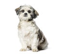 Lhasa Apso sitting in front of white background Royalty Free Stock Photo