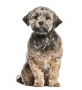 Lhasa Apso sitting in front of white background Royalty Free Stock Photo