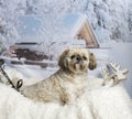 Lhasa apso sitting on fur rug in winter landscape Royalty Free Stock Photo