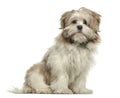 Lhasa apso sitting, isolated Royalty Free Stock Photo