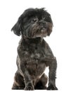 Lhasa Apso sitting, isolated Royalty Free Stock Photo