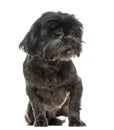 Lhasa Apso sitting, isolated Royalty Free Stock Photo