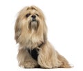 Lhasa apso sitting Royalty Free Stock Photo