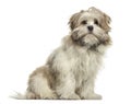 Lhasa apso sitting, isolated Royalty Free Stock Photo