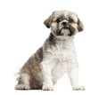 Lhasa Apso sitting, 4 years old, isolated Royalty Free Stock Photo