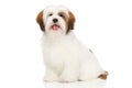 Lhasa Apso on a white background