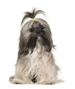 Lhasa Apso, 1 year old, sitting in front of white background Royalty Free Stock Photo