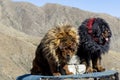 Lhasa former Tibet now China, Tibetan mastiffs Royalty Free Stock Photo