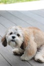 Lhaso apso sitting on the deck Royalty Free Stock Photo