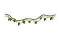 Liana as Long-stemmed Woody Vine Climbing and Tangled Around Tree Vector Illustration