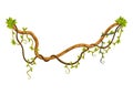 Liana branch. Twisted wild jungle vine plants. Woody natural tropical rainforest, exotic botany element. Vector design