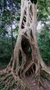 The Liana that covered the trunk of the ficus to his death in Boabeng Fiema Monkey Sanctuary, Techiman, Ghana Royalty Free Stock Photo