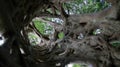 The Liana that covered the trunk of the ficus to his death in Boabeng Fiema Monkey Sanctuary, Techiman, Ghana Royalty Free Stock Photo