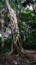 The Liana that covered the trunk of the ficus to his death in Boabeng Fiema Monkey Sanctuary, Techiman, Ghana Royalty Free Stock Photo