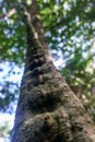 Liana in detail hanging of a tree in tropical junglee in Cuba Royalty Free Stock Photo