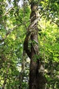 A liana French lianes of a bizarre curved shape twining around a tree in a subtropical forest against a background of green tree