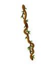 Liana or jungle wild vine winding branches. Woody natural tropical rainforest