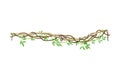 Liana with Long Stem and Stiff Branch as Woody Vine Vector Illustration