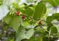 Liana with red poisonous berries Tamus communis Royalty Free Stock Photo