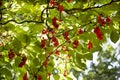 Liana Schisandra Chinesis clusters with ripe red berries growing in a garden