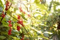 Liana Schisandra Chinesis clusters with ripe red berries growing in a garden