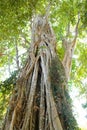 Liana tree Royalty Free Stock Photo