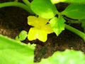 Yellow flowers of young green cucumber. Royalty Free Stock Photo