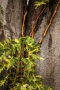 Lianas around a giant baobab stem